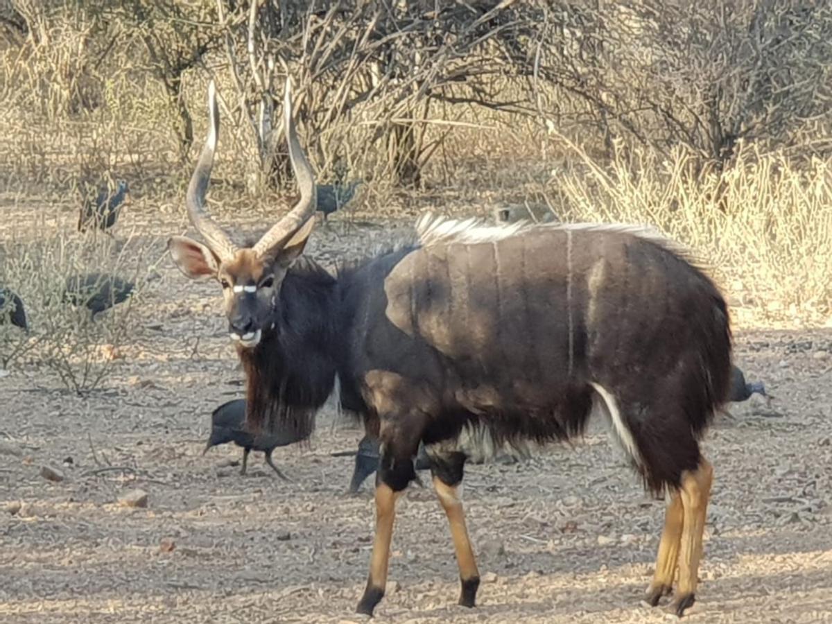 Kelora Bush Camp Hotel Ходспруит Екстериор снимка
